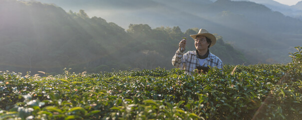 Farmer inspects tea fields. Smart farming and digital farming in Green tea industry. Agricultural researchers monitor the quality of tea leaves in plantation. Farmer Tea Plantation checking quality