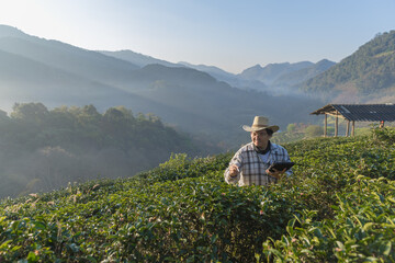 Farmer inspects tea fields. Smart farming and digital farming in Green tea industry. Agricultural researchers monitor the quality of tea leaves in plantation. Farmer Tea Plantation checking quality