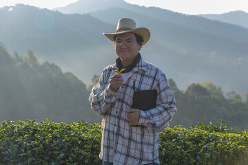 Farmer inspects tea fields. Smart farming and digital farming in Green tea industry. Agricultural researchers monitor the quality of tea leaves in plantation. Farmer Tea Plantation checking quality