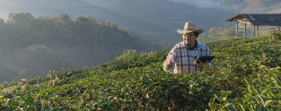 Farmer inspects tea fields. Smart farming and digital farming in Green tea industry. Agricultural researchers monitor the quality of tea leaves in plantation. Farmer Tea Plantation checking quality