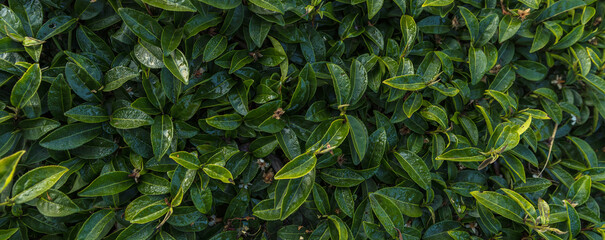 Green tea leaves in a tea plantation. Green tea plantation harvest time. green tea trees in spring