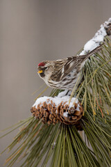 Common Redpoll on pine taken in northern Mn