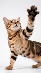 A Bengal cat with a raised paw, showcasing its spotted coat and alert expression against a white background.