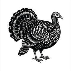 PrintAbout the Wild Turkey