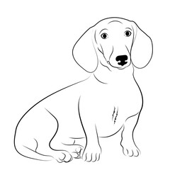 Dachshund hand drawing line art dog