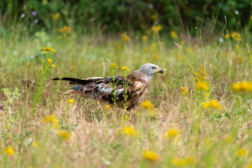 Milan royal,Milvus milvus , Red Kite