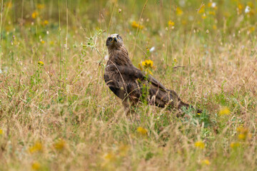 Milan royal,Milvus milvus , Red Kite