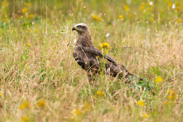 Milan royal,Milvus milvus , Red Kite