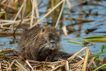 Nutria taken in southern Texas