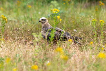 Milan royal,Milvus milvus , Red Kite