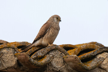 Faucon crécerellette,
Falco naumanni, Lesser Kestrel