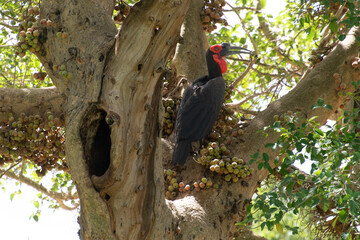 Bucorve du Sud, Grand calao terrestre, Nid, Bucorvus leadbeateri, Southern Ground Hornbill