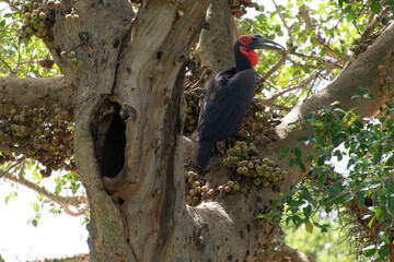 Bucorve du Sud, Grand calao terrestre, Nid, Bucorvus leadbeateri, Southern Ground Hornbill