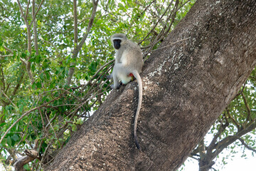 Vervet, singe, Chlorocebus pygerythrus