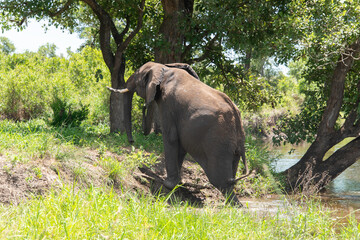 Fototapeta premium Éléphant d'Afrique, Loxodonta africana, Parc national Kruger, Afrique du Sud