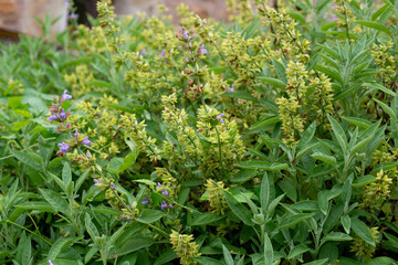 Sauge officinale, Salvia officinalis,