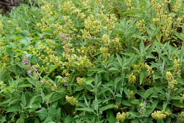Sauge officinale, Salvia officinalis,