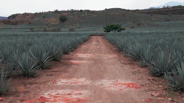 Aerial image of an agave field in Tequila, Jalisco. The drone flies over the field offering us a panoramic view of the agave landscape that is protected by UNESCO can see the Tequila volcano too