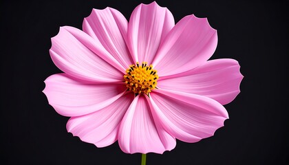 Elegant studio shot of a vibrant pink cosmos flower with detailed texture and dark background