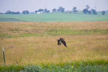 Hawk in flight