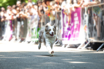 Dog agility competition.