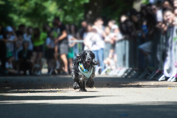 Dog agility competition.
