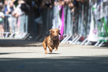 Dog agility competition.