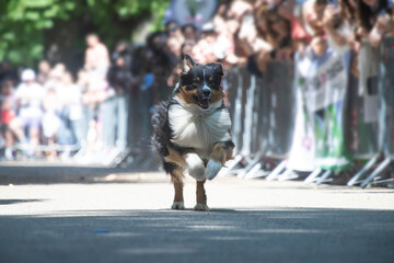 Dog agility competition.