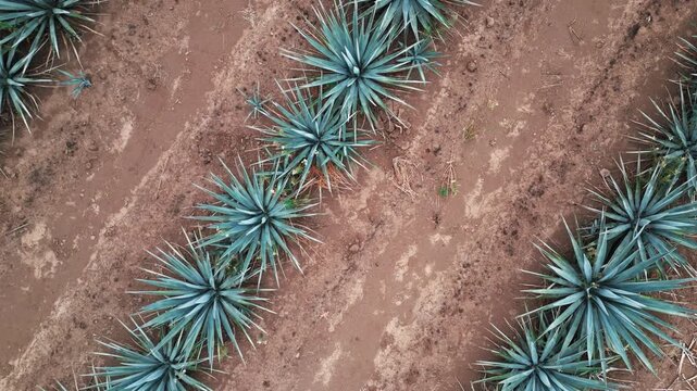 Zenithal image of an agave field in Tequila, Jalisco. The drone flies over the field as it rises, revealing the rows of cultivated agave plants.
