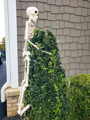 Skeleton on a tree in front of the house. Autumn holiday Halloween.