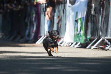Dog agility competition.