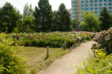 Pathway winding through blooming flower garden with lush green bushes and tall trees in background, modern building visible behind foliage, summer sunlight illuminating scene