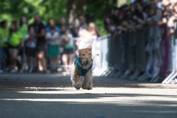 Dog agility competition.