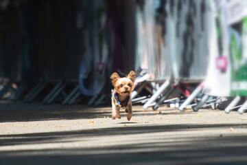Dog agility competition.
