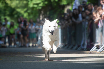 Dog agility competition.