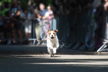 Dog agility competition.