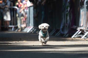 Dog agility competition.