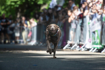 Dog agility competition.