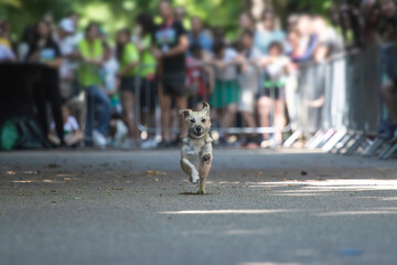 Dog agility competition.