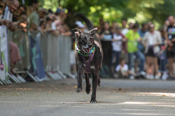 Dog agility competition.