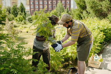 Middle aged Black man and middle aged Caucasian man planting shrub together in urban park, both...