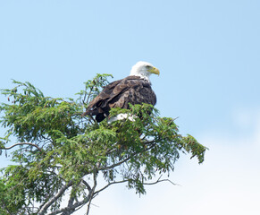 Majestic Bald Eagle on top of tree