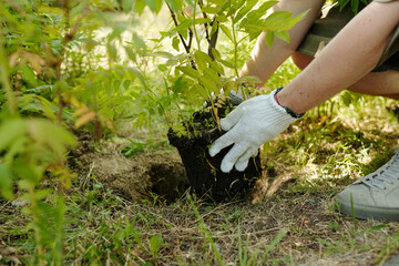 Caucasian young adult woman planting small tree in soil with gloved hands outdoors, crouching near...
