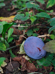 A single ripe purple plum on the ground, surrounded by green leaves and fallen autumn foliage