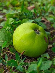 A ripe green apple that has fallen to the ground among green plants and soil