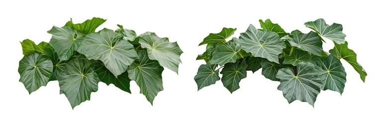 Detailed Plane Tree Leaves in Natural Harmony isolated on white or transparent background Cutout PNG