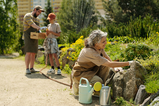 Senior Caucasian woman tending garden bed while middle aged Caucasian man and teenage boy gathering vegetables in background, outdoor community garden setting, gardening tools visible