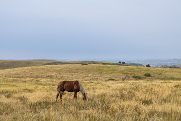 Wild horse at Theodore Roosevelt National Park, North Dakota