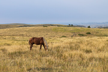 Wild horse at Theodore Roosevelt National Park, North Dakota