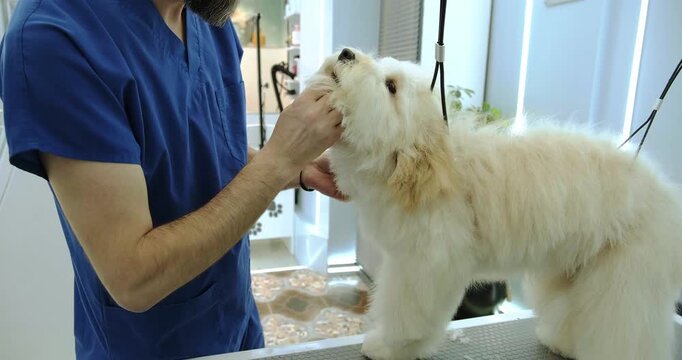 At a pet grooming salon, a middle-aged male groomer is trimming the fur of an adorable Labradoodle dog with scissors